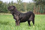 FILA BRASILEIRO 047